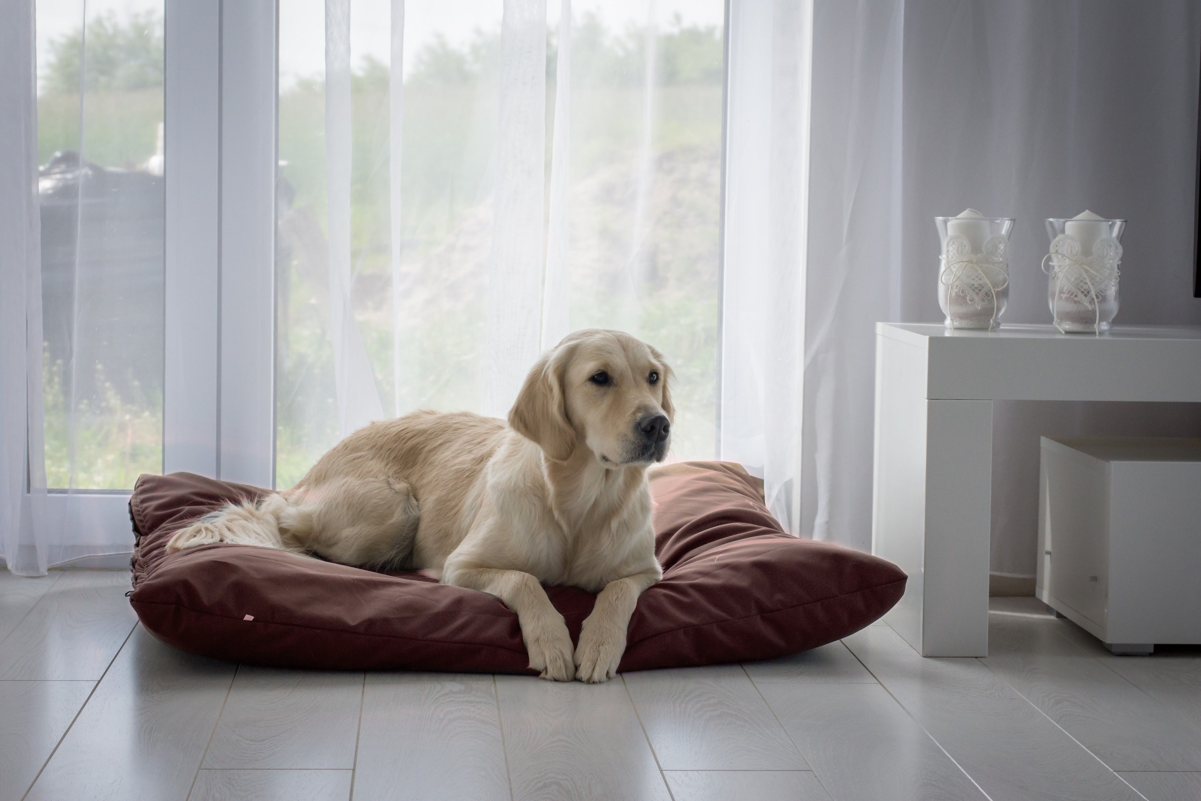 Wodoodporne legowisko poduszka dla psa ZOE (100x80 cm, Brąz)