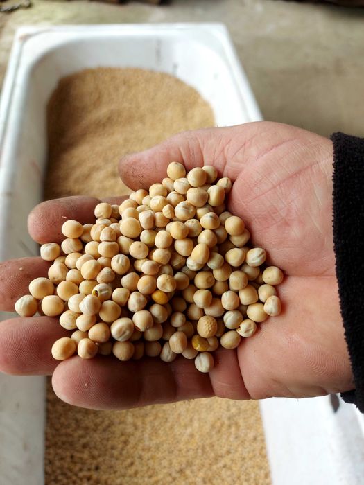 Sprzedam groch astronaute