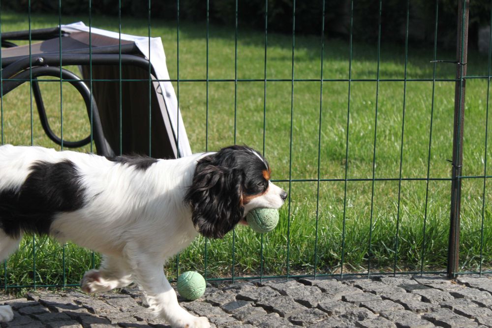 Хлопчик Кавалер Кінг Чарльз Спаніель триколор
