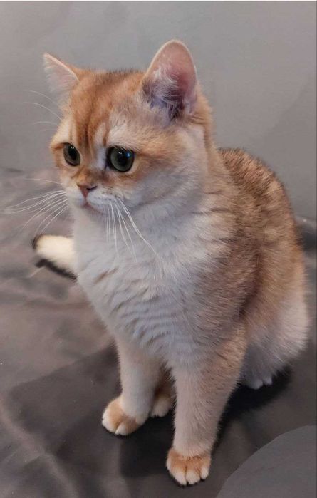 В`ЯЗКА .  Британська золота шиншилла.  Чемпіон