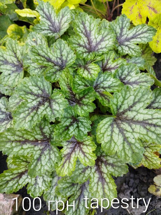 Гейхера, гейхерела, тіарела,  квіти для тінистих ділянок