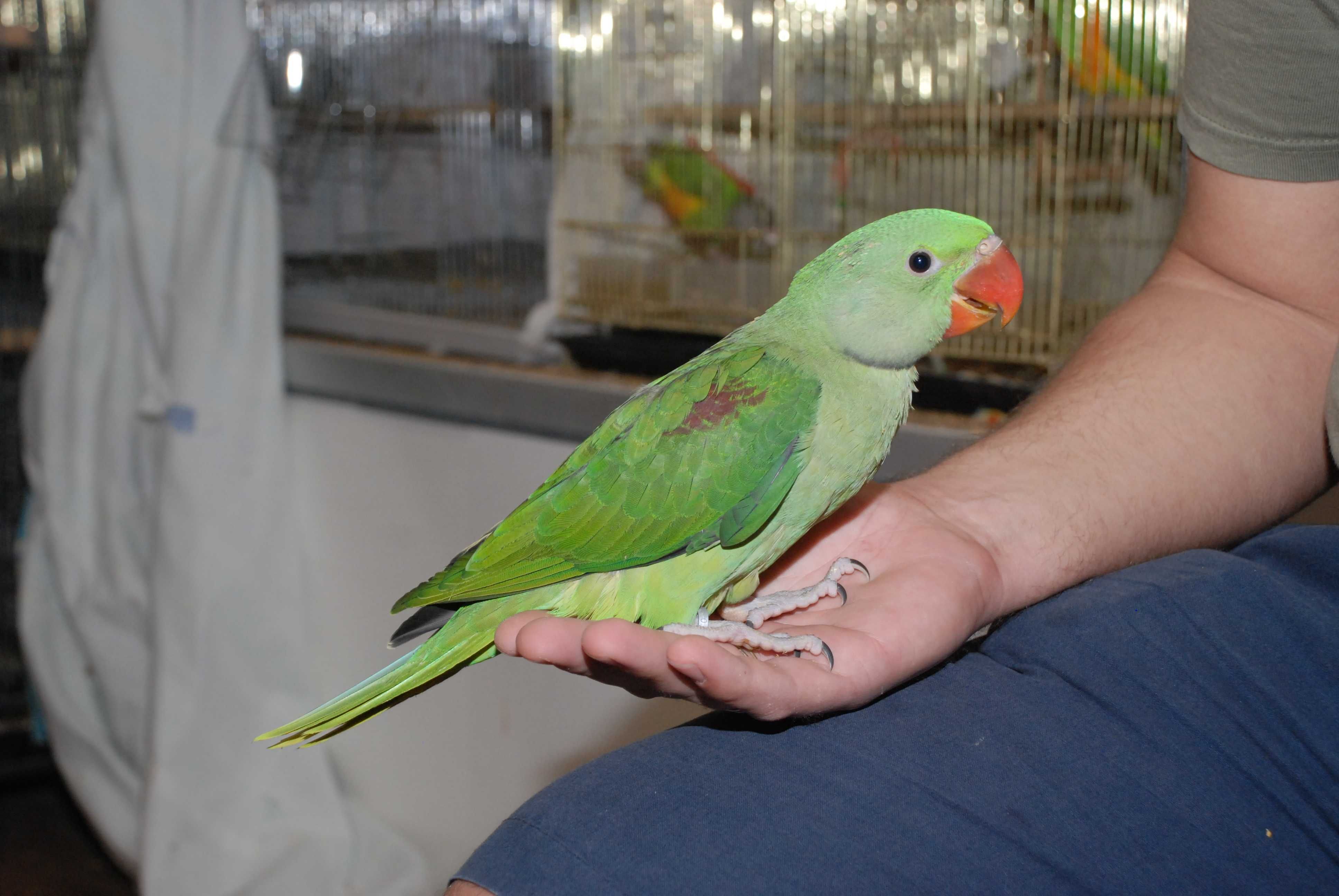 Большой кольчатый александрийский попугай Александрик - ручные птенцы