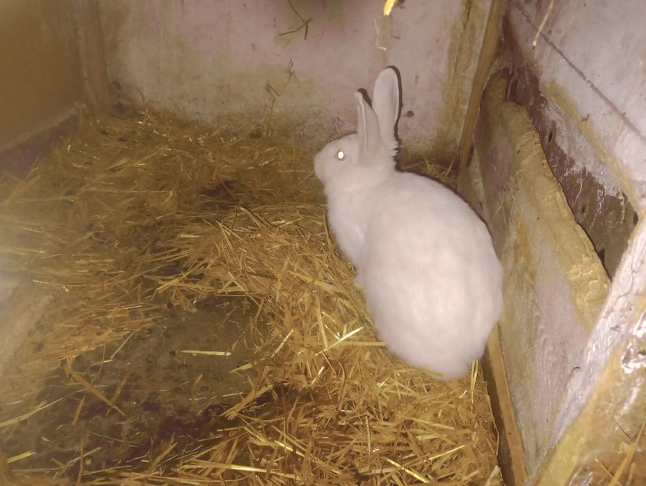Sprzedam króliki na mięso cena za kg lub na chowu