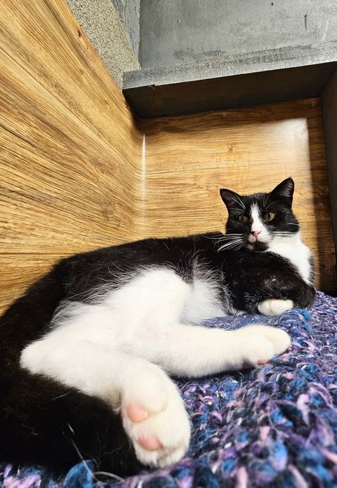 Kot Rafiki czeka na dom w schronisku