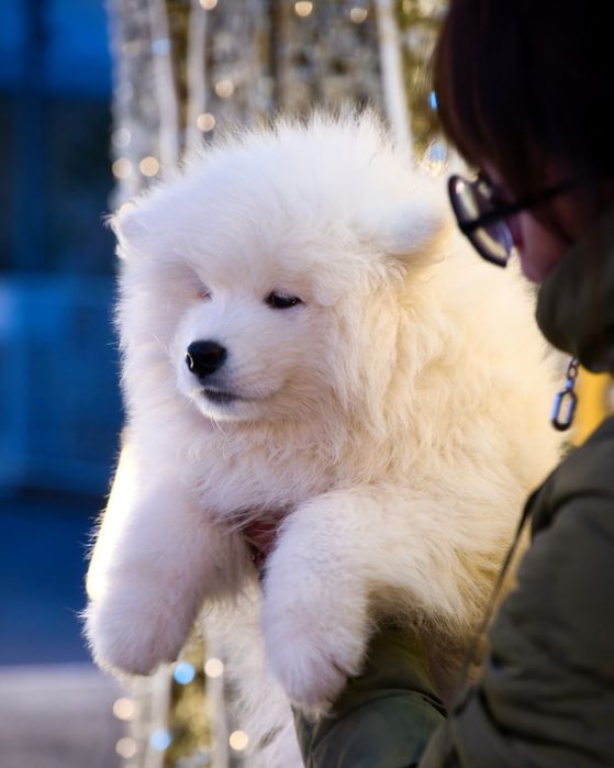 Samoyed szczeniak