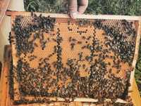 Odkłady pszczele pszczoły rodziny młode matki