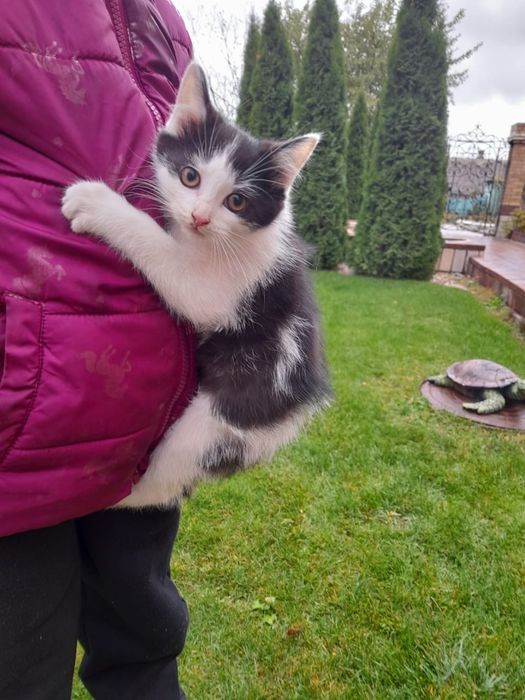 Милые и забавные хвостики