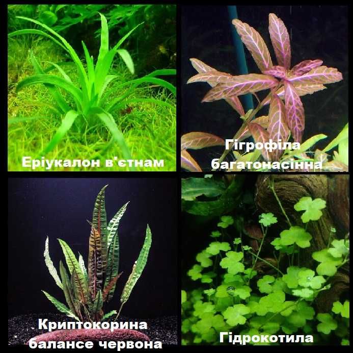 Гарні живі акваріумні рослини для вас у Львові