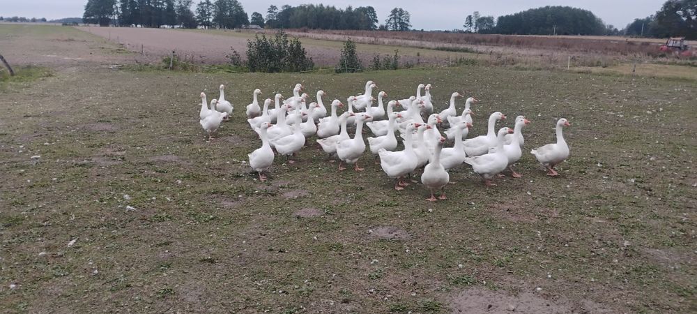 Sprzedam gęsi/tuszki