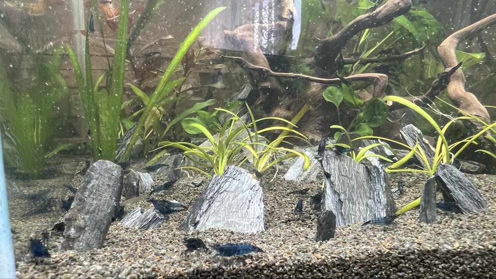 Krewetki neocaridina blue velvet tylko 4 zł Do każdych pięciu 1 gratis
