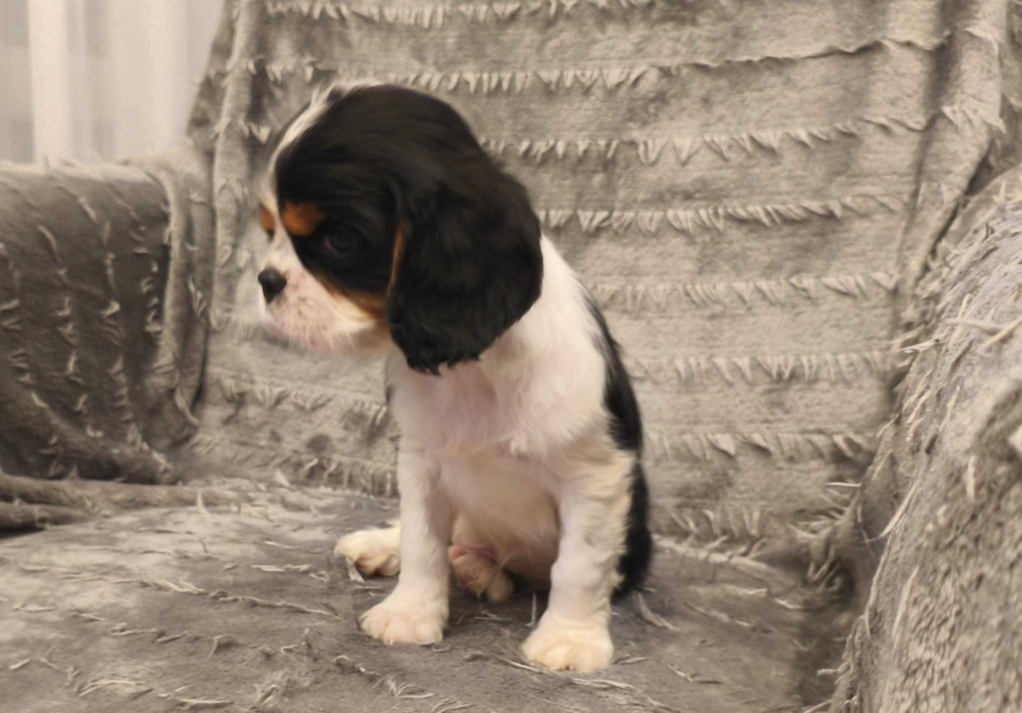 Cavalier King Charles Spaniel (piesek)