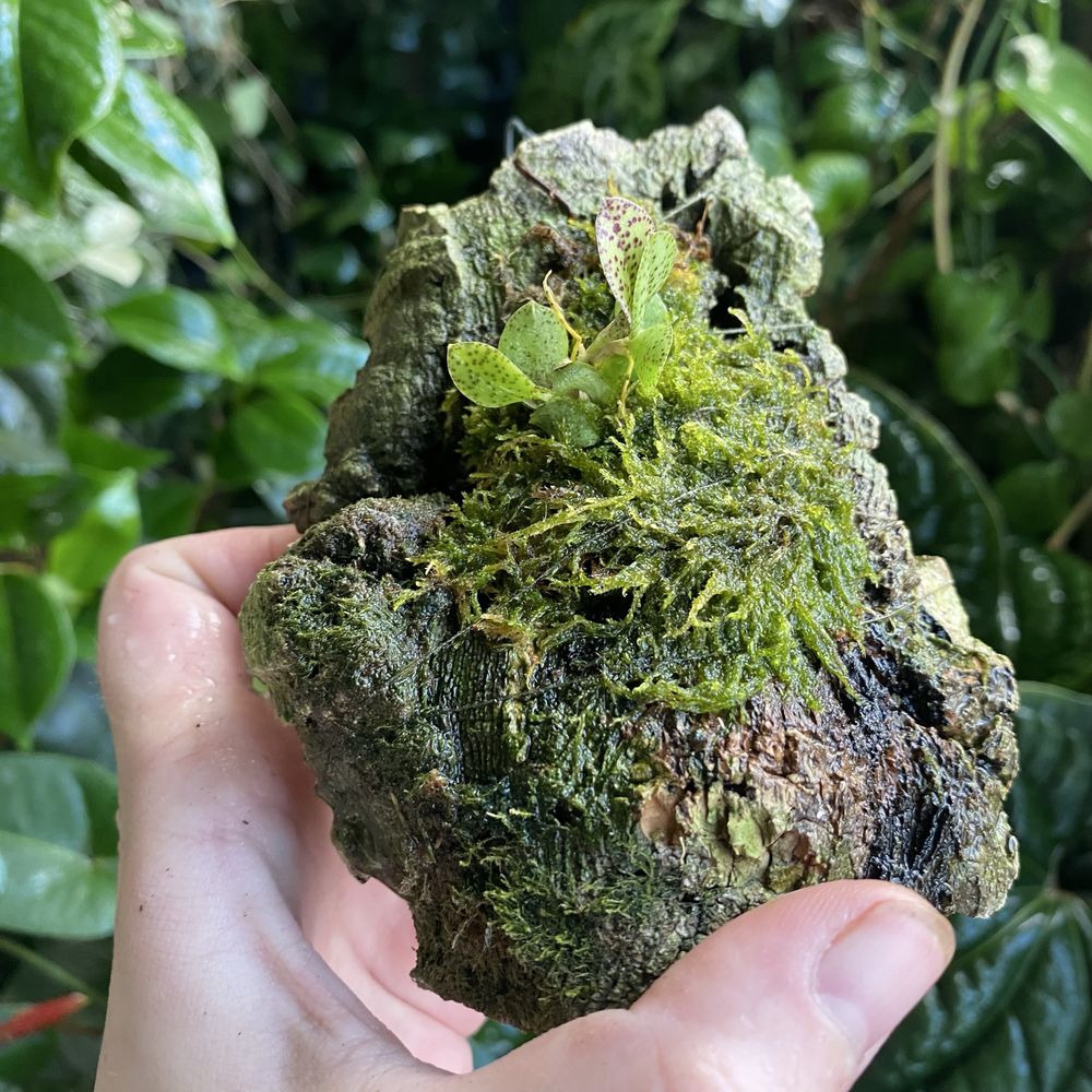 Мініатюрна орхідея Acianthera crinita