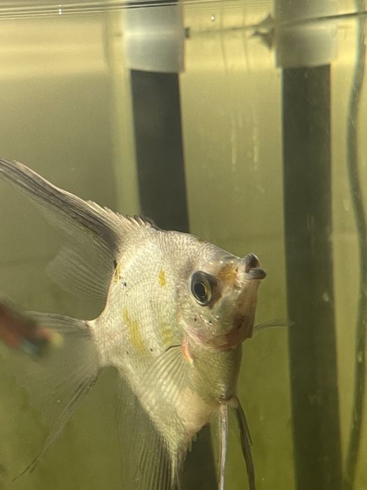 Akwarium Optiwhite 250l 100x50x50cm, 8mm z osprzętem oraz inwentarzem