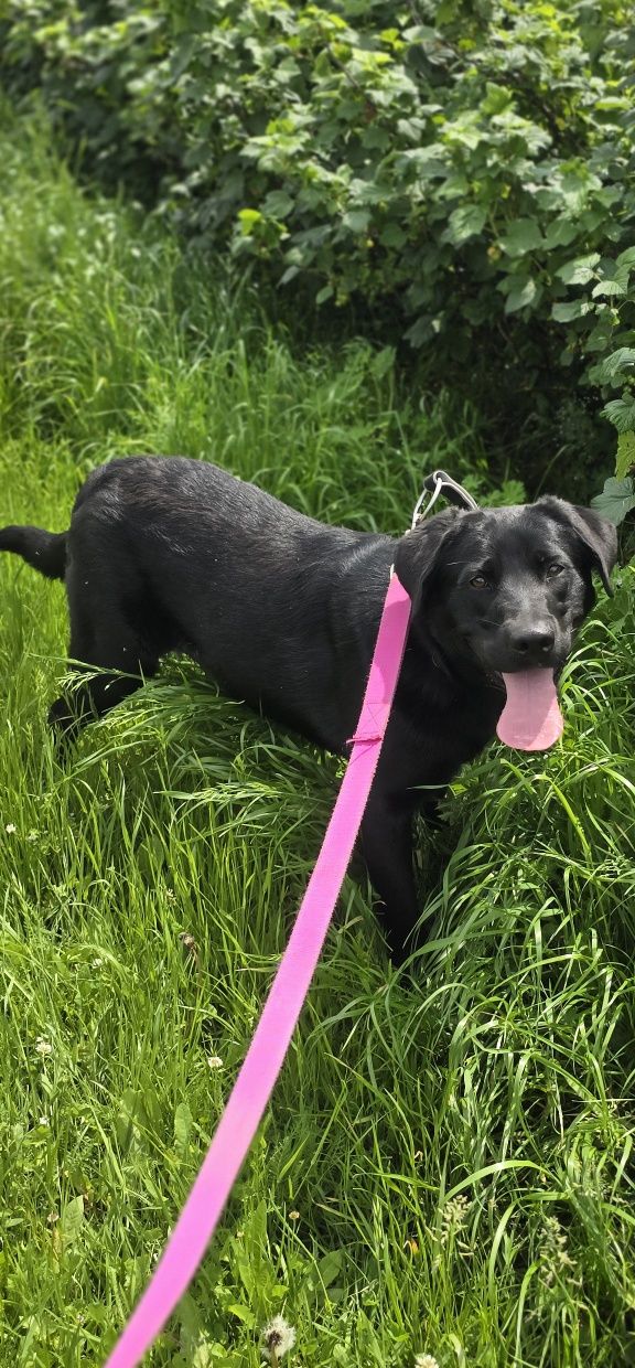 Frolic w typie Labradora