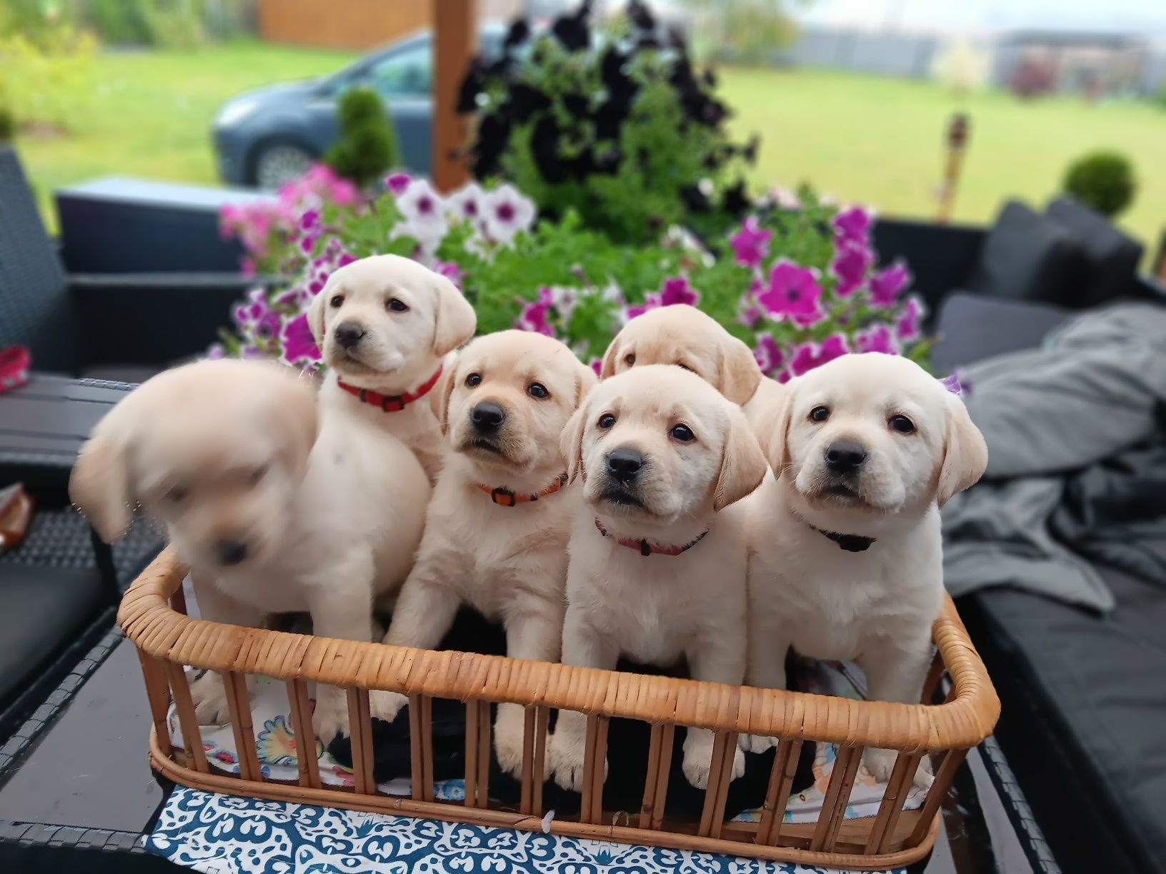 Labrador Retriever szczenie Wspaniałej Budowy Po ojcu pochodzenia FCI