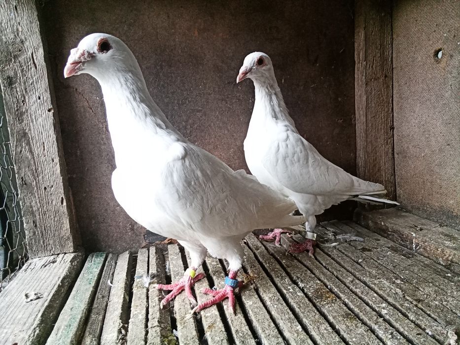 Pocztowe białe młodziki