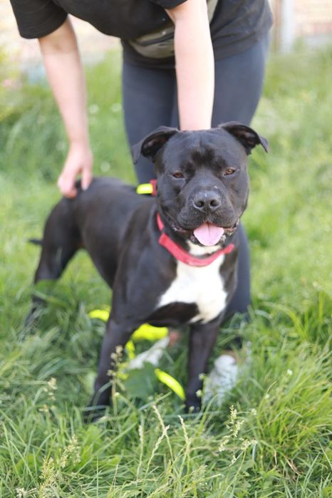 Maxim - prezencja, charakter i klasa sama w sobie :-)