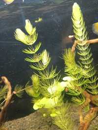Rogatek roślina akwariowe