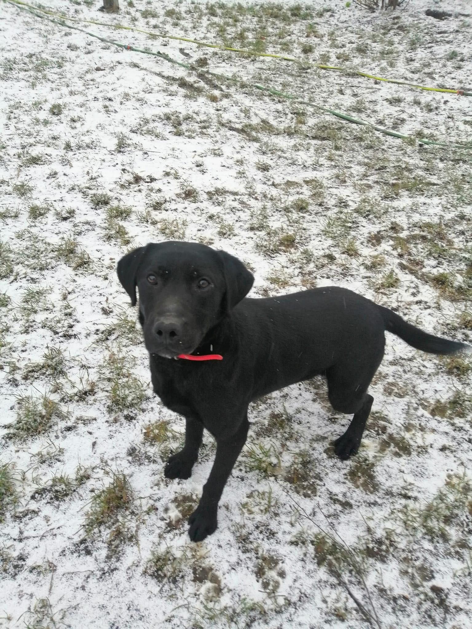 Elvis czarny labrador pies do adopcji Kalisz Poznań Wrocław Łódź