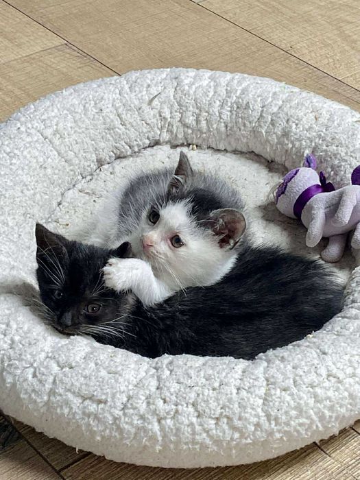 dwa malenstwa szukaja wspolnego domku