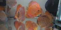 GB Dyskowce-paletki ryby 5,5cm czerwone niebieskie białe MIX COLOR