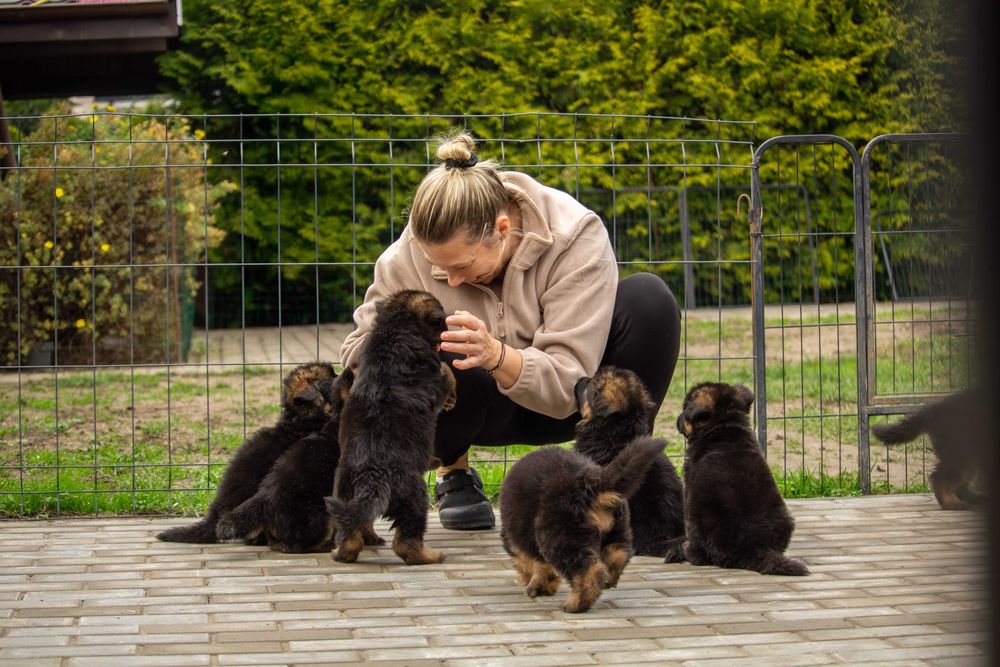 Owczarek niemiecki długowłosy – wyjątkowe szczenię
