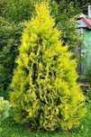 Tuja yellow ribbon 60-80 cm doniczka 3 l