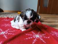 Szczeniak shih tzu