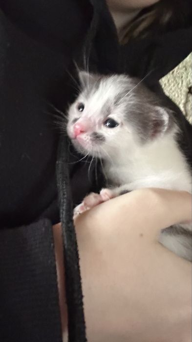 Oddam kotki w dobre ręce