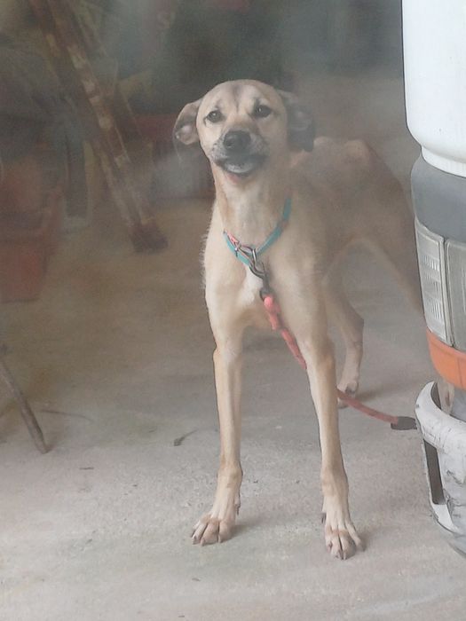 Cadela raça lavrador com pastor alemão