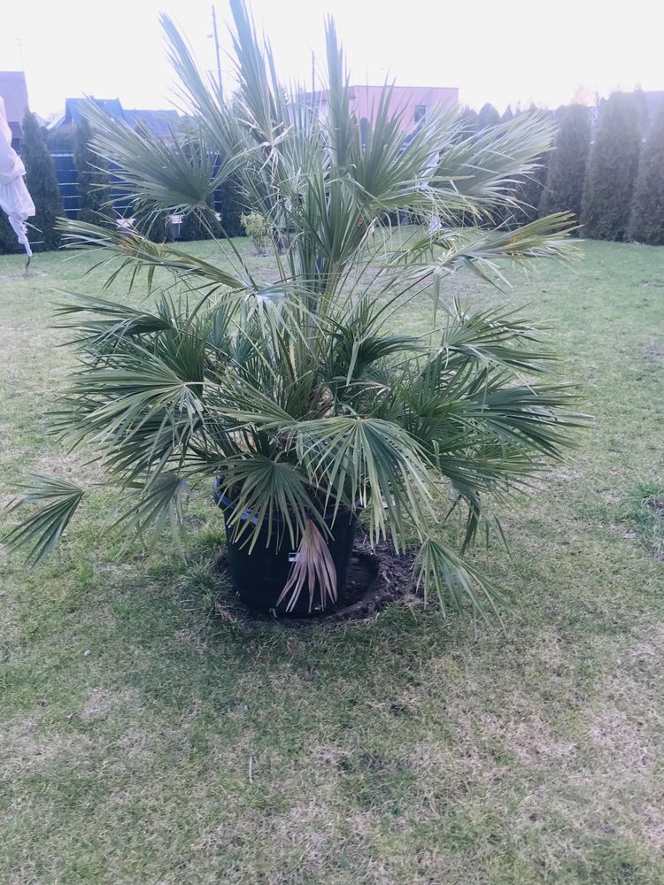 Palma Karlatka Chamaerops Humilis