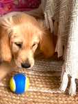 CIEMNOZŁOTY piesek Golden Retriever