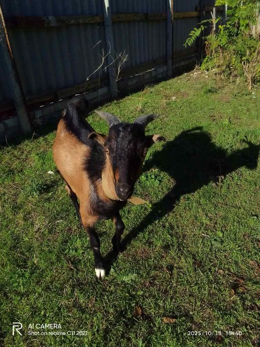 Продам цап, козел