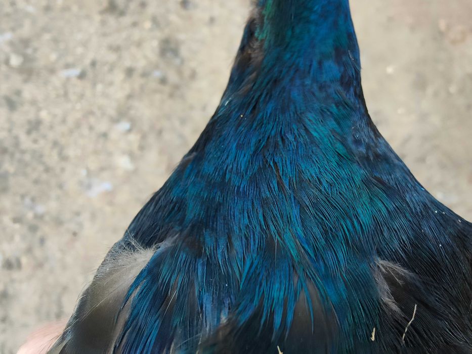 Patos Corredores da Índia