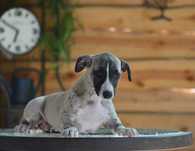 whippet piesek niewystawowy - rodowód ZkwP