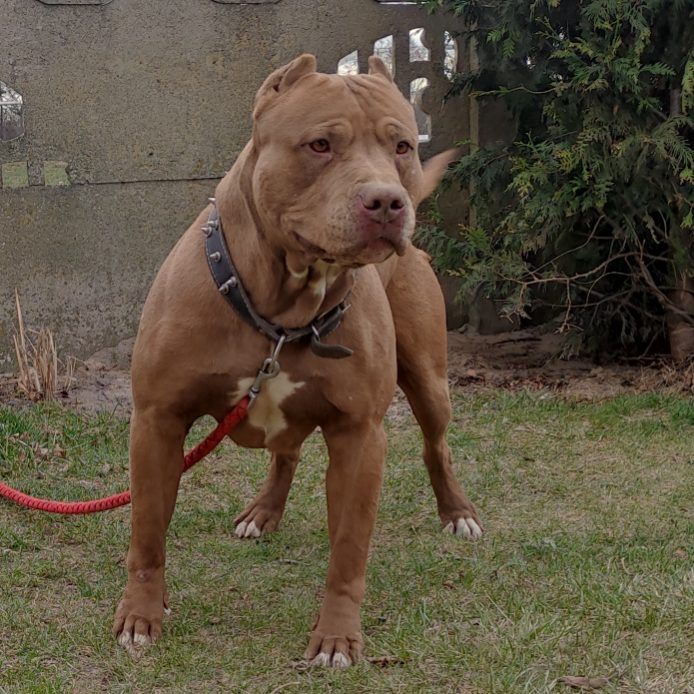 Pit Bull Red Nosse