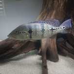 Cichla Pinima akwarium akwarystyka pielegnice cichla vieje
