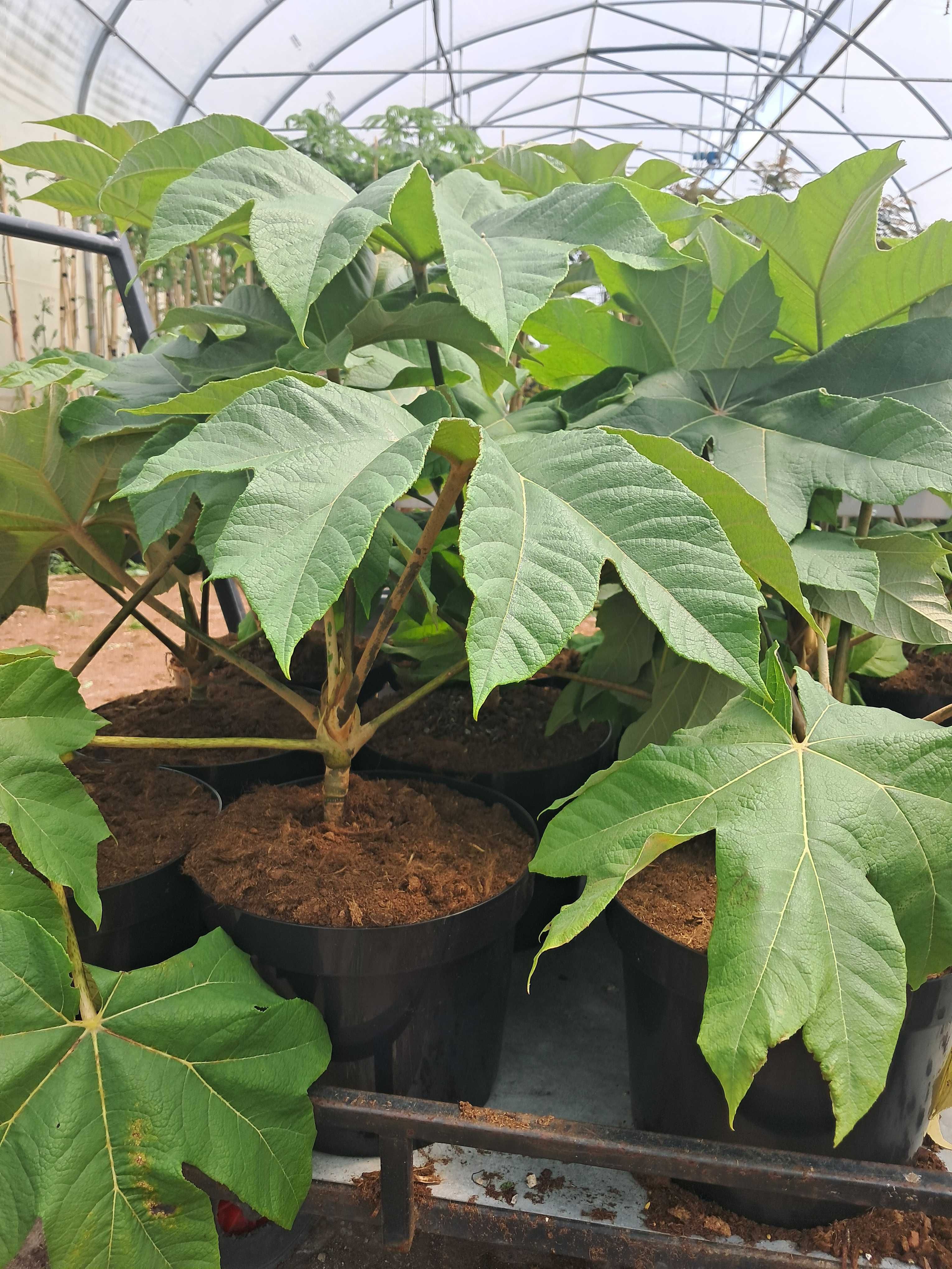 Drzewo papierowe TETRAPANAX