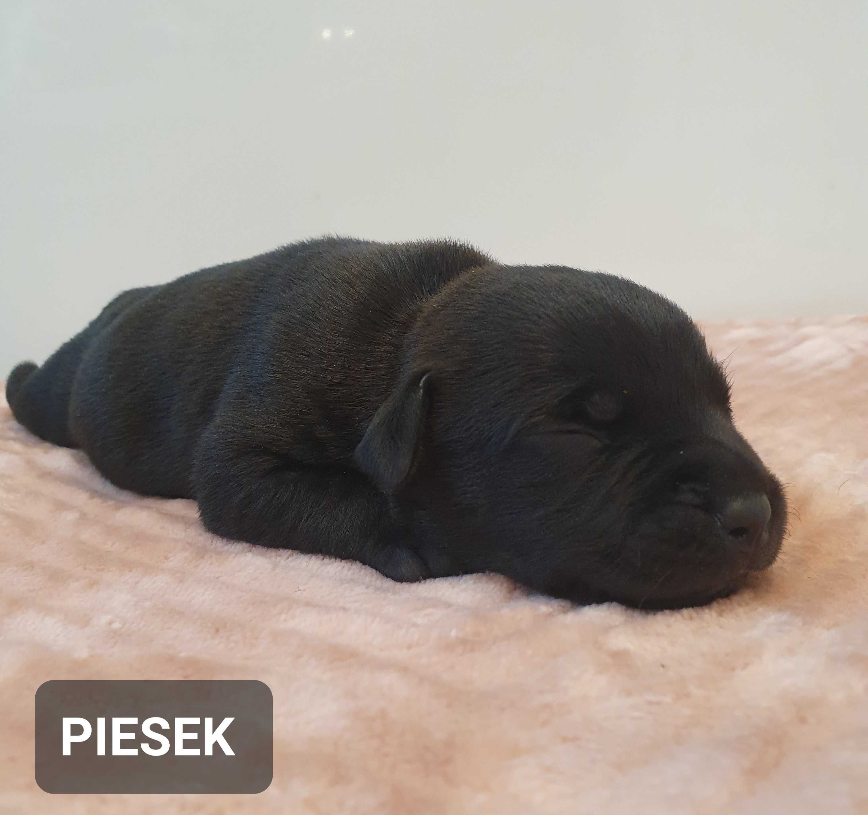 Staffordshire bull Terrier -Staffik- CZARNY Piesek