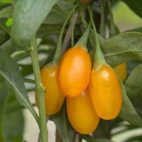 Годжи жёлтый AMBER SWEET GOJI саженцы