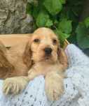 Cocker spaniel angielski pies suka szczeniak