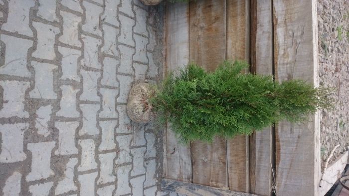 Thuja Szmaragd 55-70cm, od producenta