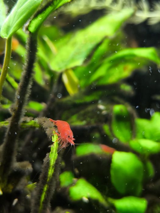 Krewetka Bloody Mary