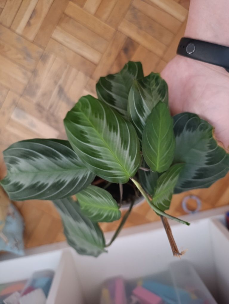 Maranta  piękna.