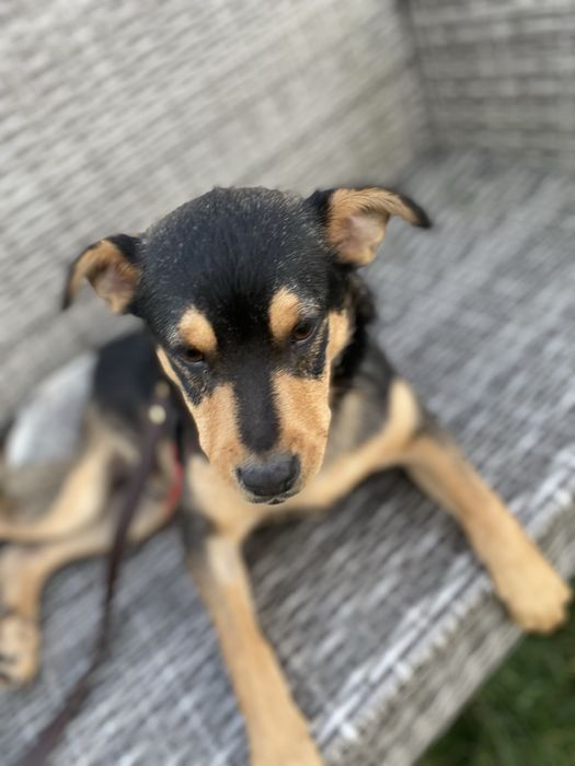 Piesek 1,5 roczny uratowany po wypadku do adopcji