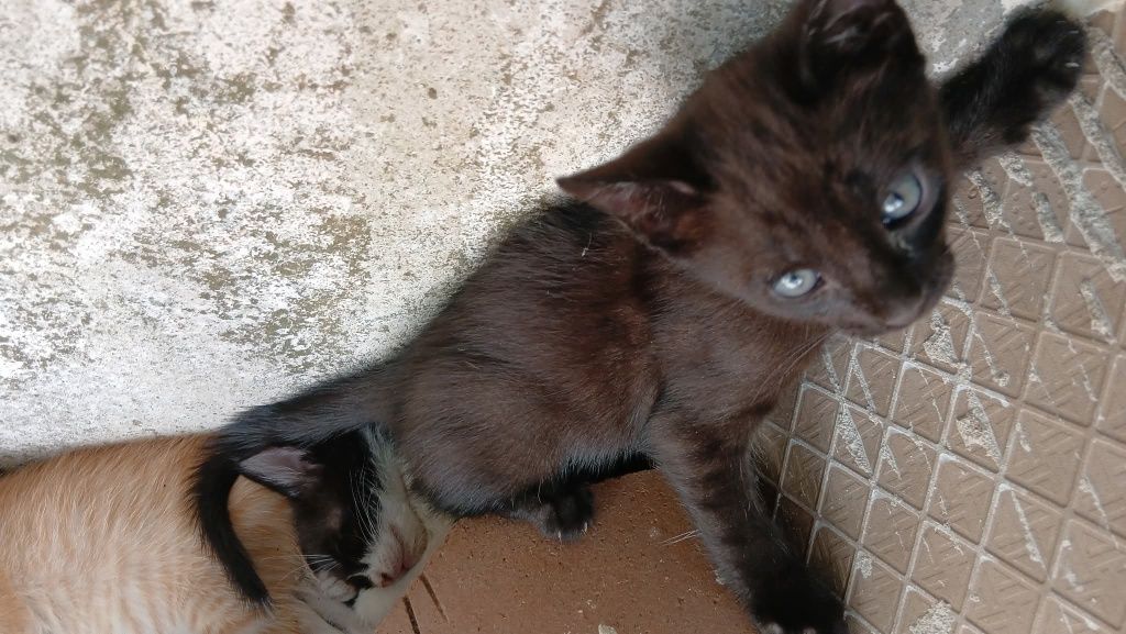 Adoção de gatinhos com 6 semanas