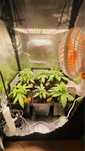 Kit de Cultivo Indoor