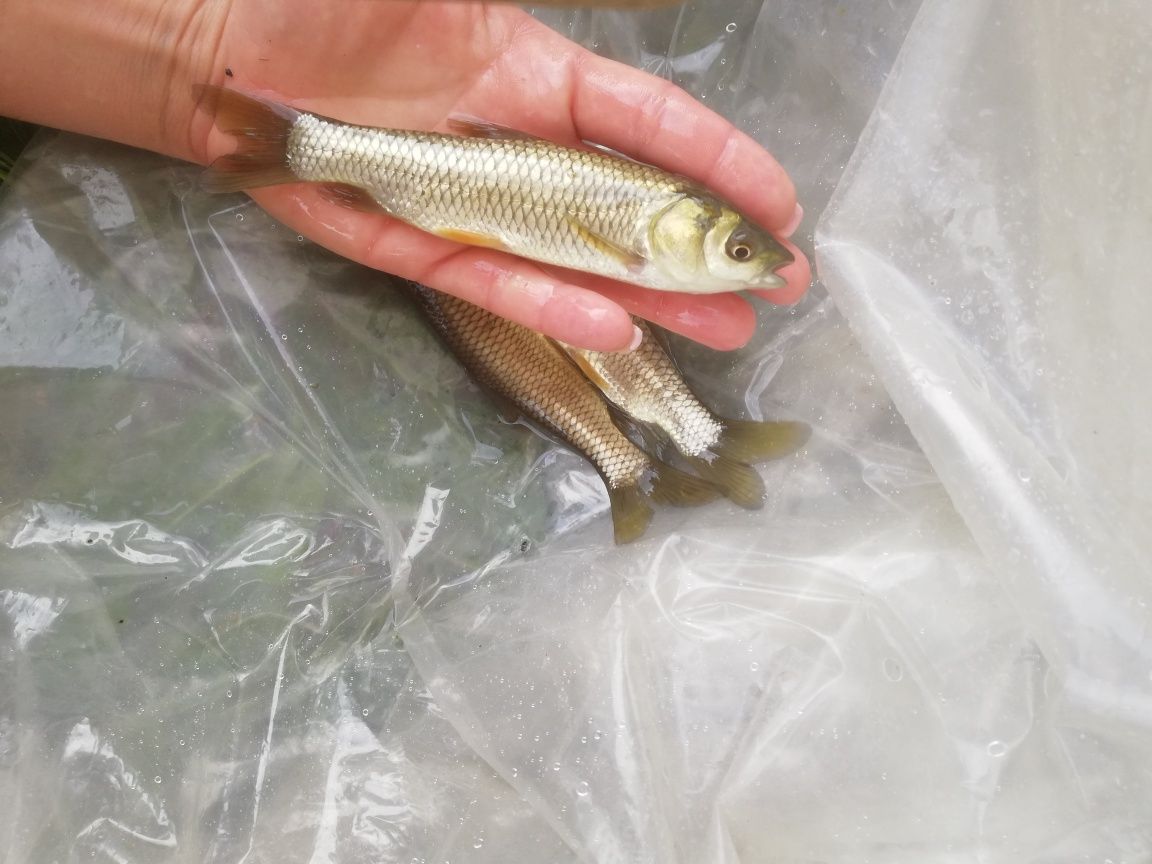 Amur kroczek narybek 15-20cm