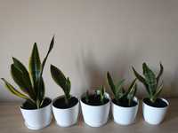 Sansewieria, Sansevieria,Sanseveria,  wężownica, język teściowej