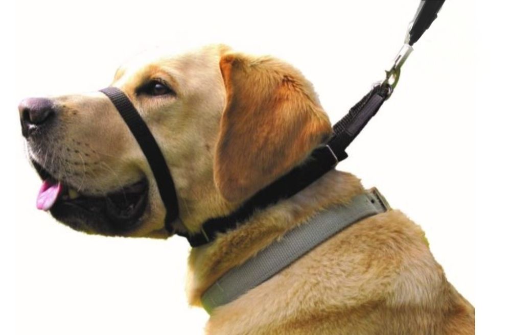 Оригінальний нашийник  Candy Collar 4